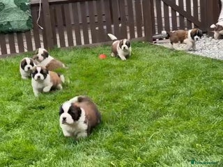Saint Bernard dogs - Advert 1