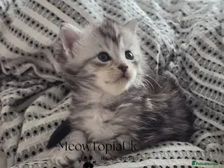 Maine Coon cats Tica registered pedigree mainecoon kittens - Advert 16