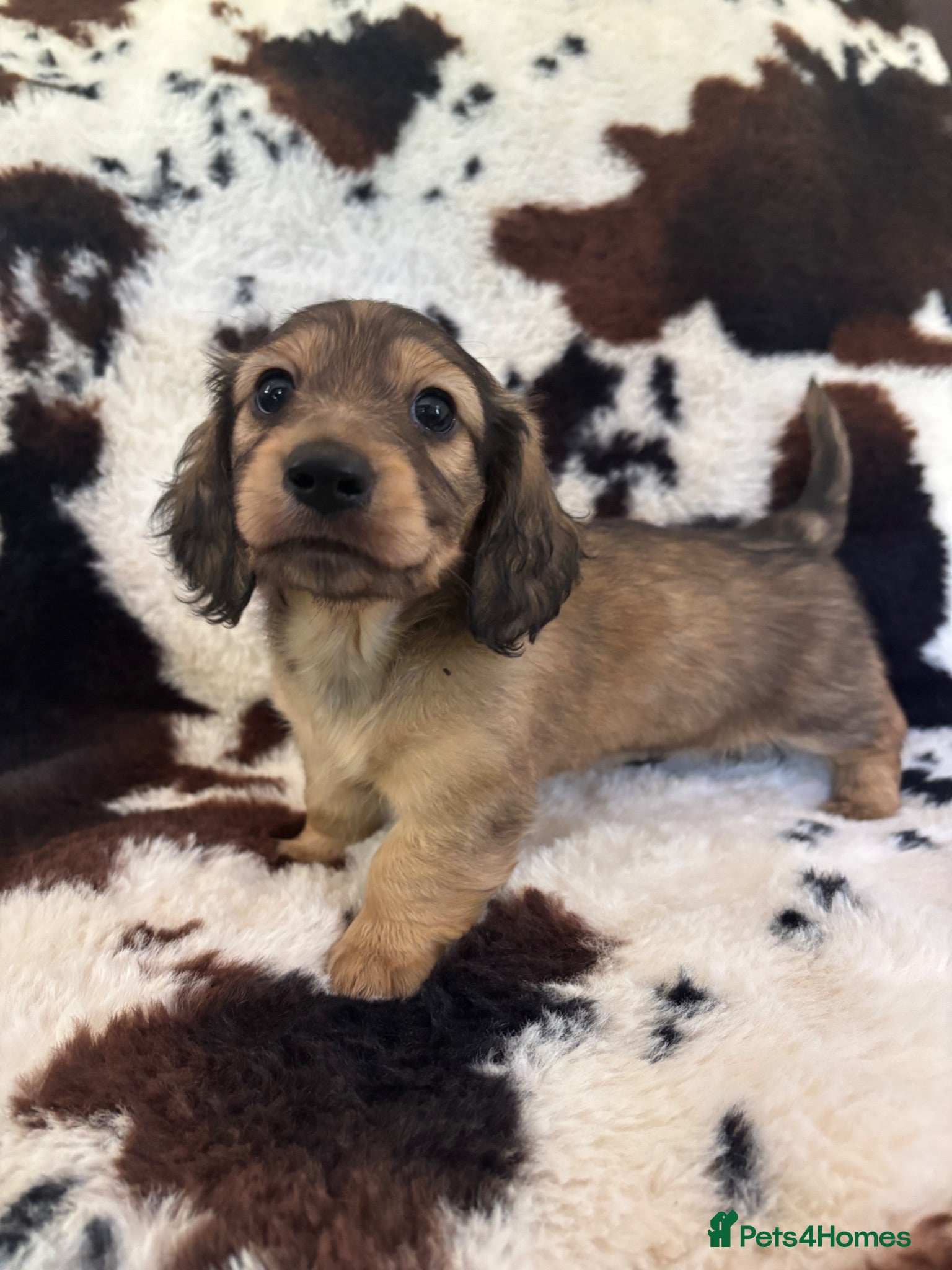 Miniature Dachshund dogs KC registered longhaired dachshund puppies  - Advert 11