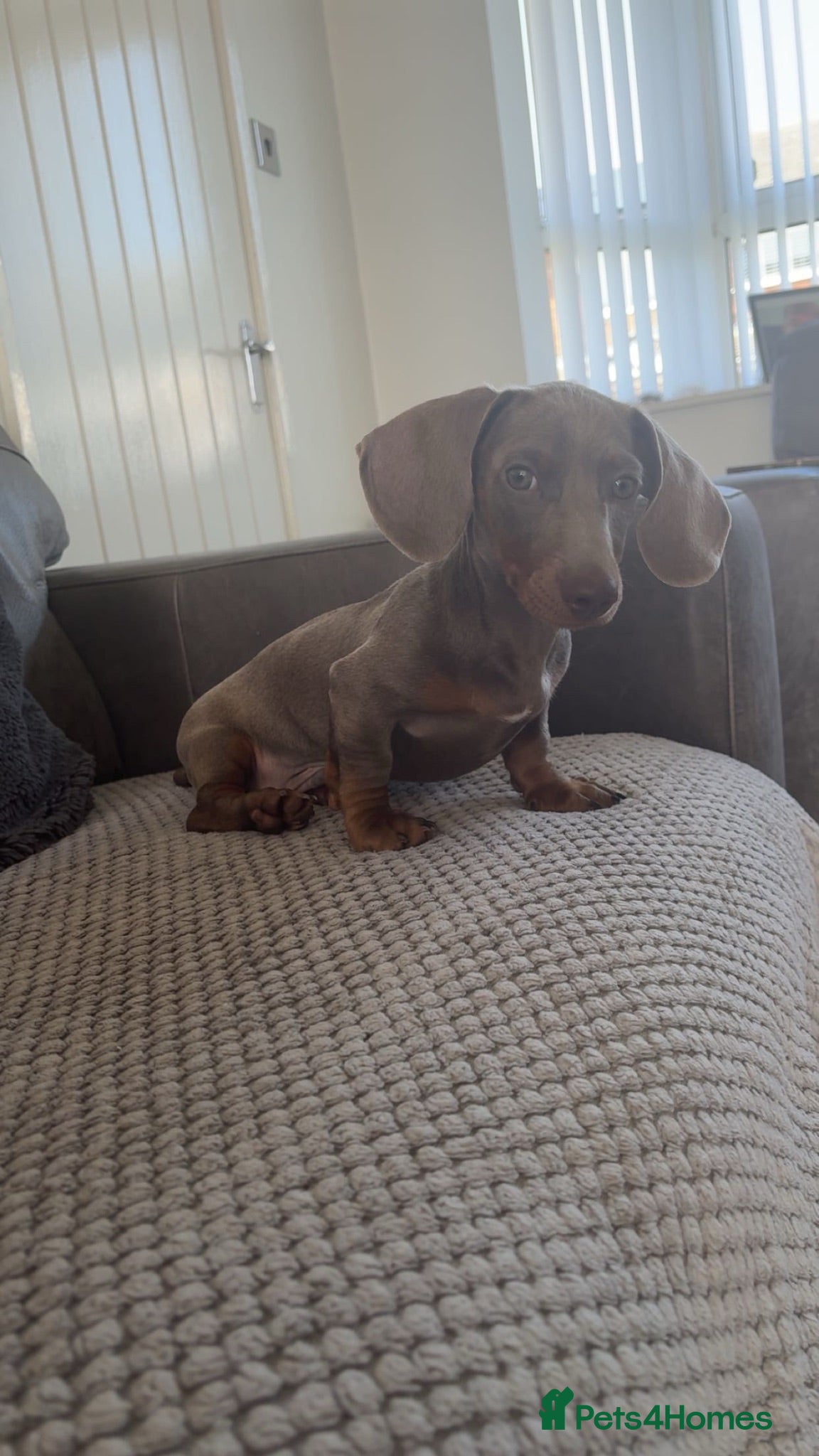 Miniature Dachshund dogs Male Miniature Dachshund - Advert 8
