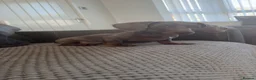 Miniature Dachshund dogs for sale: Male Miniature Dachshund in Sunderland - Advert 1