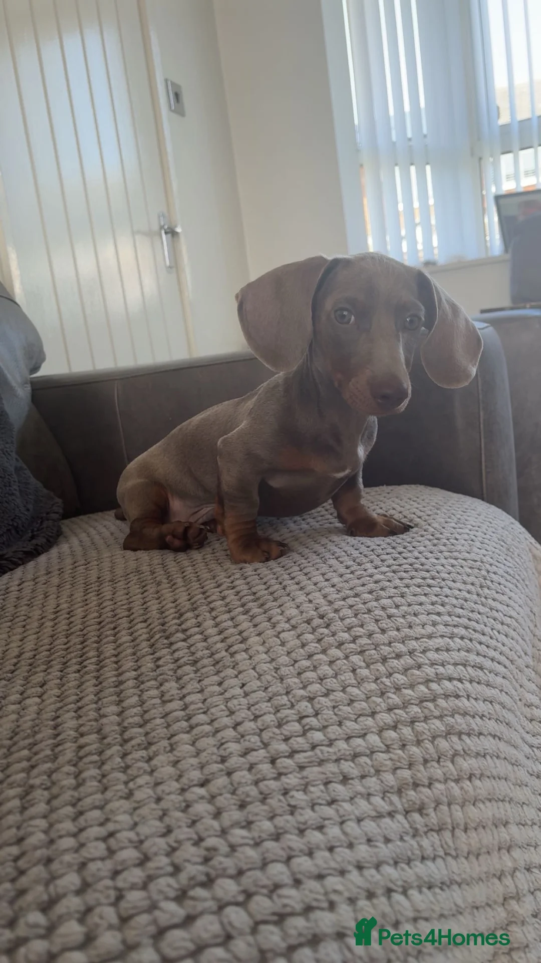 Miniature Dachshund dogs for sale: Male Miniature Dachshund in Sunderland - Advert 1