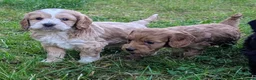Cockapoo dogs for sale: Licensed breeder, health tested F1 cockapoos - Advert 16