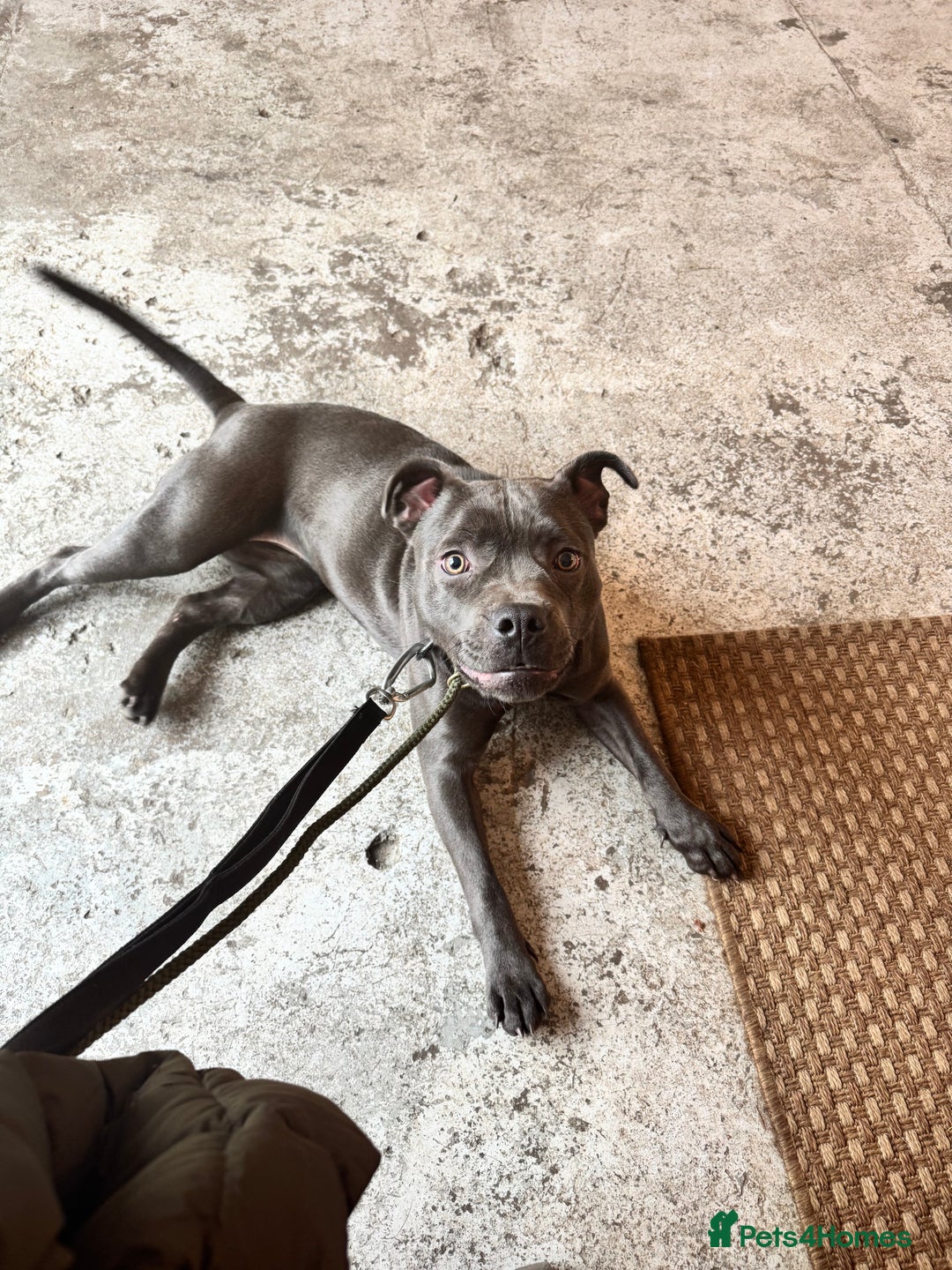Staffordshire Bull Terrier dogs for sale: Gorgeous KC PURE BLUE GIRL - Advert 4