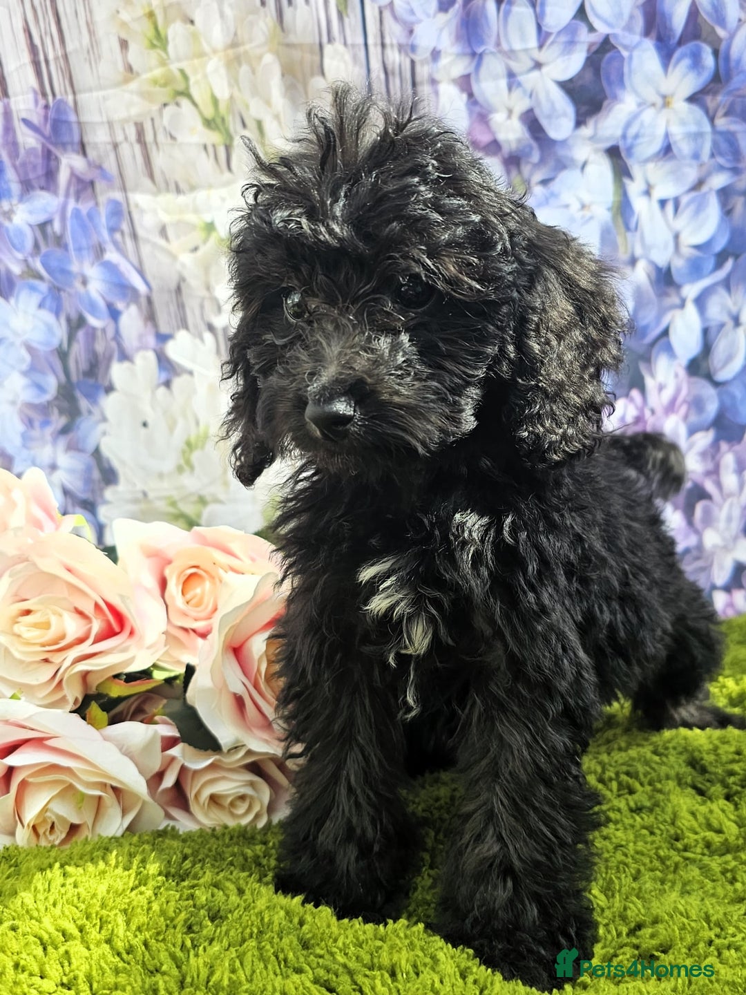 Cockapoo dogs for sale: READY NOW !! sable & brindle tri colour cockapoos - Image 11