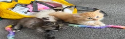 Mixed Breed cats for sale: Kittens for the best homes - Advert 29