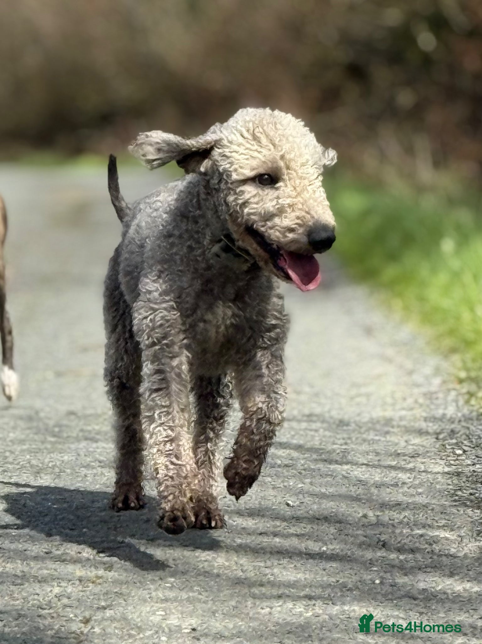 Bedlington Terrier dogs KC registered CT tested bedlington - Advert 12