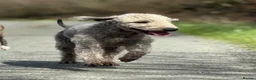 Bedlington Terrier dogs for stud: KC registered CT tested bedlington - Advert 1