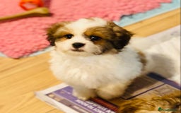 Mixed Breed dogs for sale: 🌟BUNDLES OF JOY 🐶 SUPER CUTE MALSHIPOO PUPS - Image 8