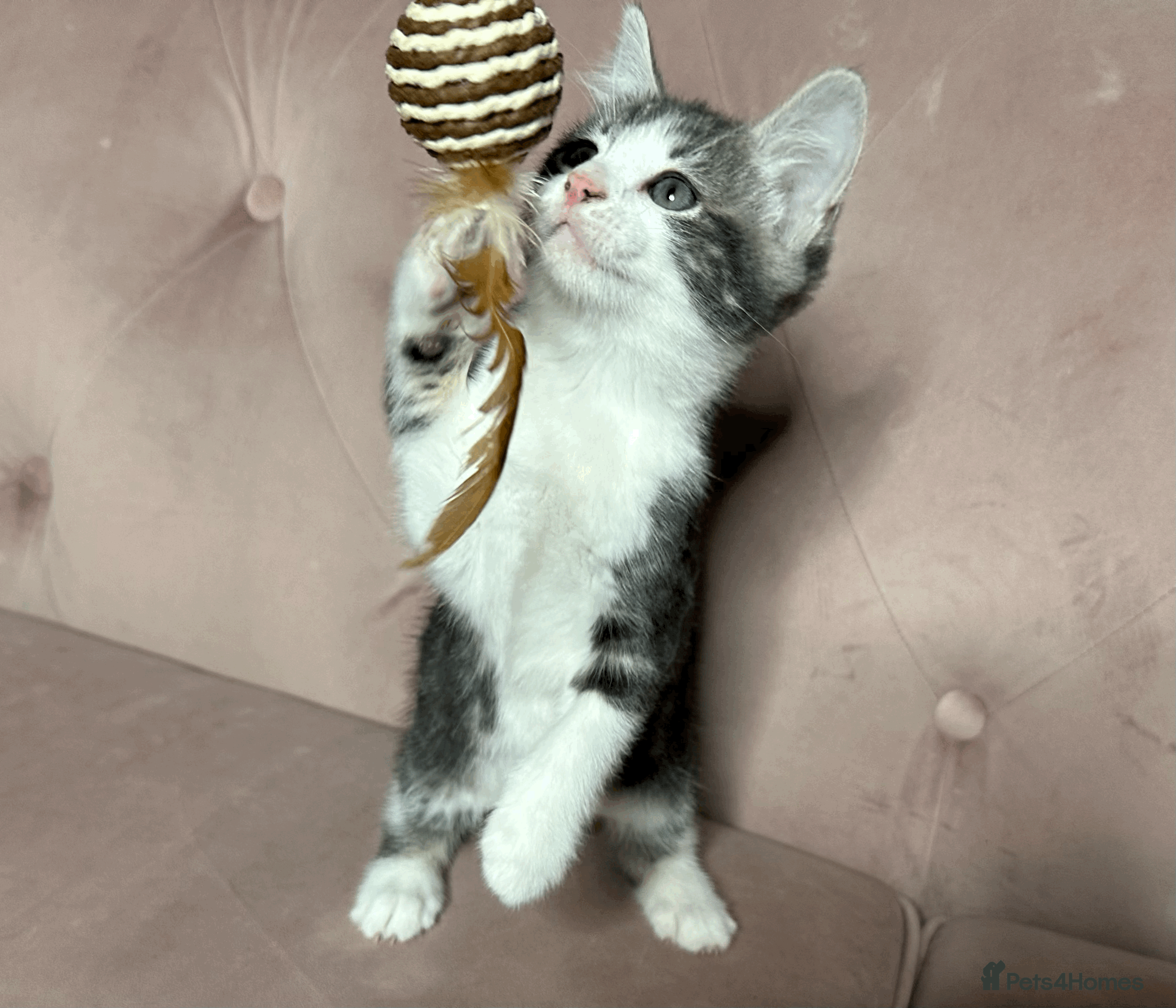 Mixed Breed cats Half Russian Blue Kittens, One left - Advert 9