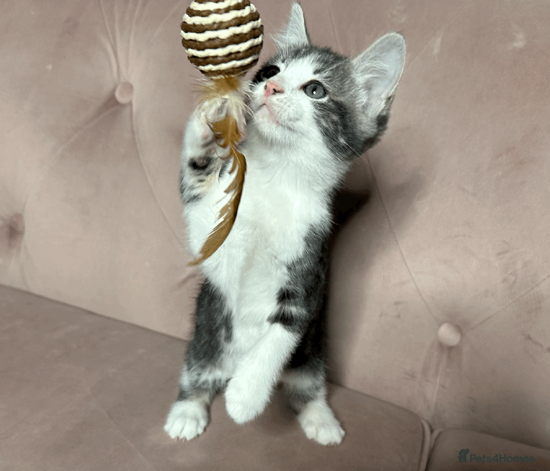 Mixed Breed cats for sale: One beautiful blue & white girl left - Advert 1