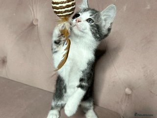 Mixed Breed cats One beautiful blue & white girl left - Advert 1