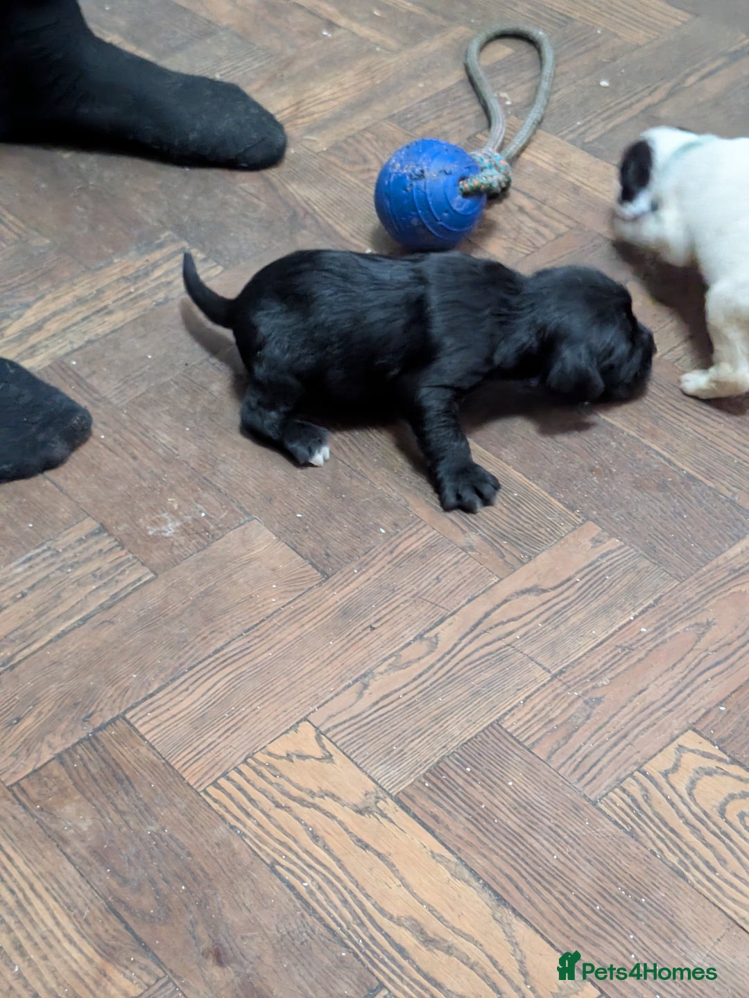 Mixed Breed dogs for sale: Cockapoo x labradoodle  - Advert 5