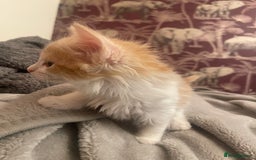 Mixed Breed cats for sale: 5 Fluffy Half Maine Coon kittens - Advert 30