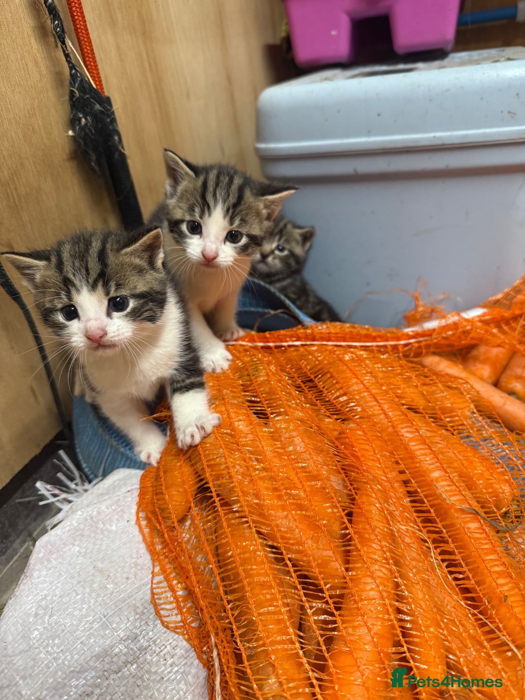 Mixed Breed cats for sale: 6 Cute Kittens Looking for Loving Homes - Image 7