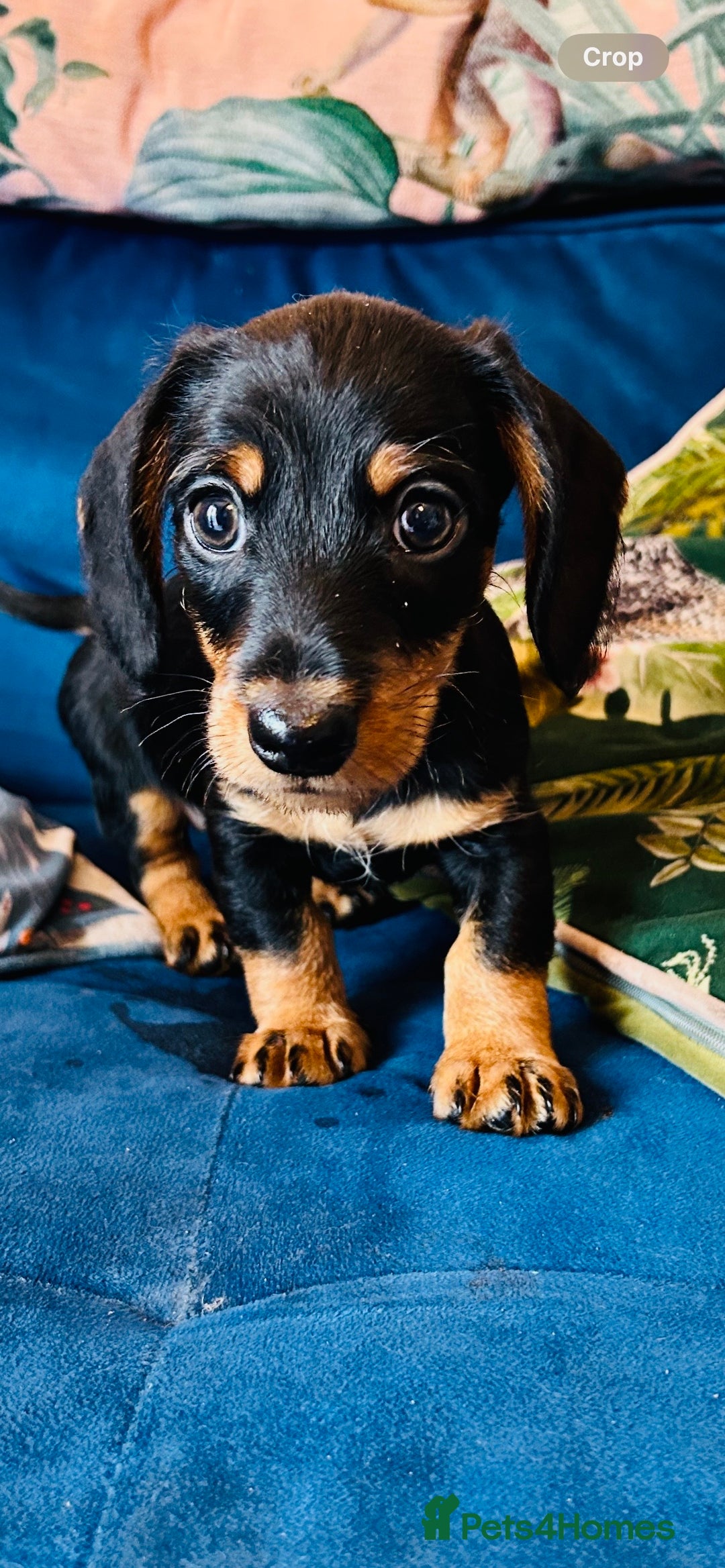 Miniature Dachshund dogs for sale: *1 boy remaining* black and tan Mini Dachshund  - Advert 1