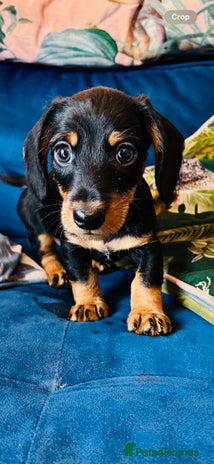 Miniature Dachshund dogs *1 boy remaining* black and tan Mini Dachshund - Advert 1