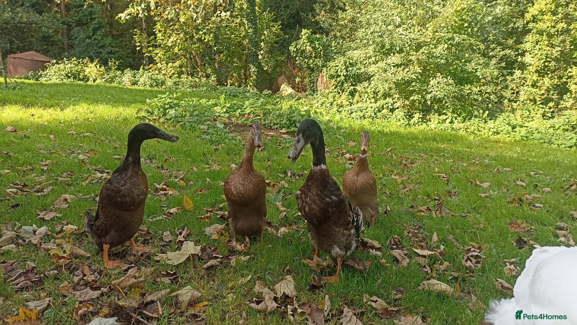 Ducks poultry Indian Runner Ducks - Advert 1
