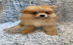 Pomeranian dogs for sale: Ready to leave Pomeranian puppies  - Image 19