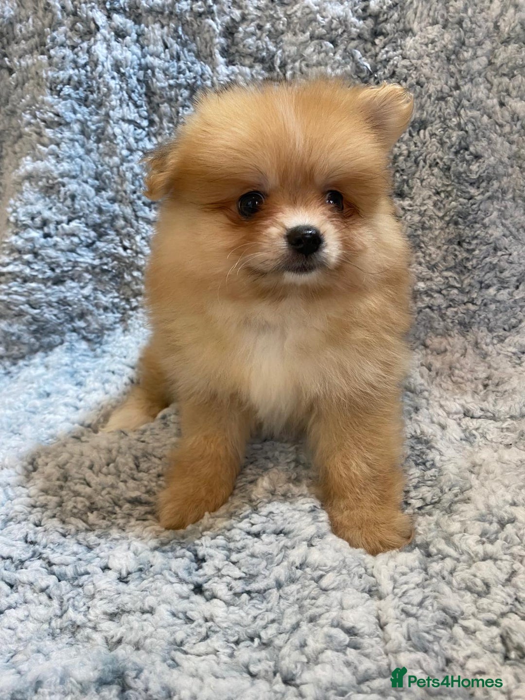 Pomeranian dogs for sale: Ready to leave Pomeranian puppies  - Image 19