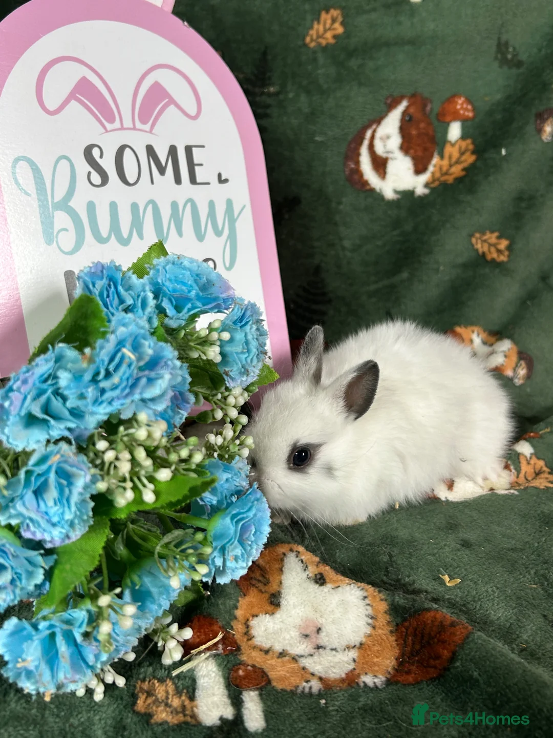 Netherland Dwarf rabbits for sale: Beautiful Baby Netherland dwarfs ready to reserve  - Advert 8