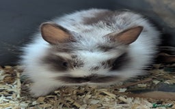 Lionhead rabbits for sale: 5 stunning lionhead baby rabbits  - Image 2