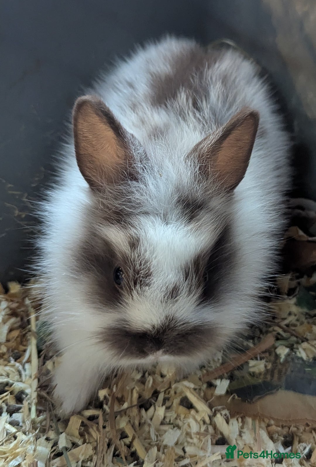 Lionhead rabbits for sale: 5 stunning lionhead baby rabbits  - Image 2