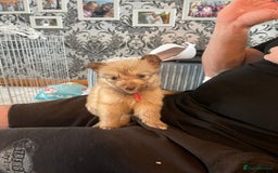 Mixed Breed dogs for sale: Border collie x German shepherd puppies - Image 17