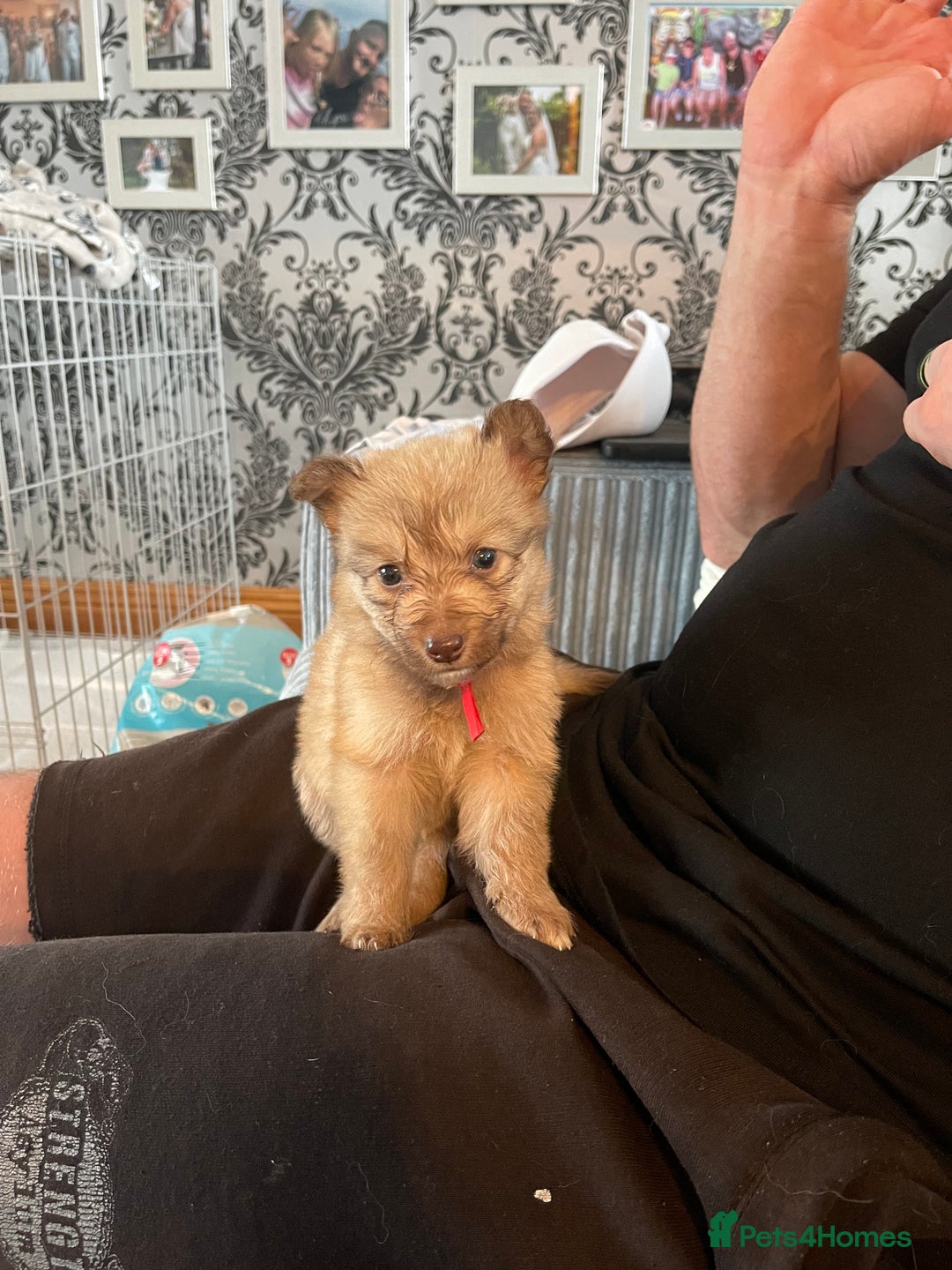 Mixed Breed dogs for sale: Border collie x German shepherd puppies - Image 17
