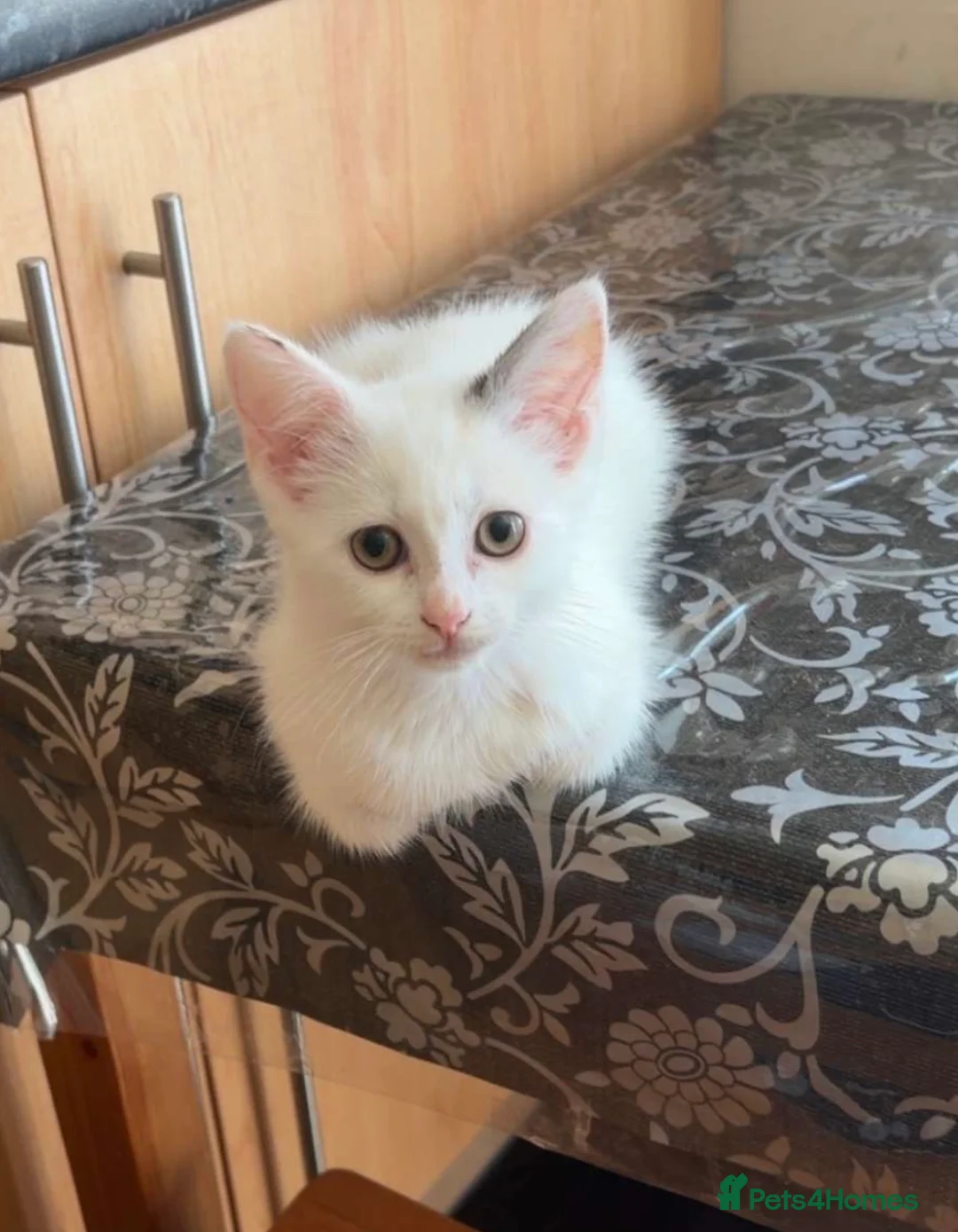 Mixed Breed cats for sale: Beautiful female kitten for sale - Advert 1
