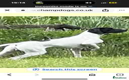 Pointer dogs for sale: English Pointer Bitch - Image 10