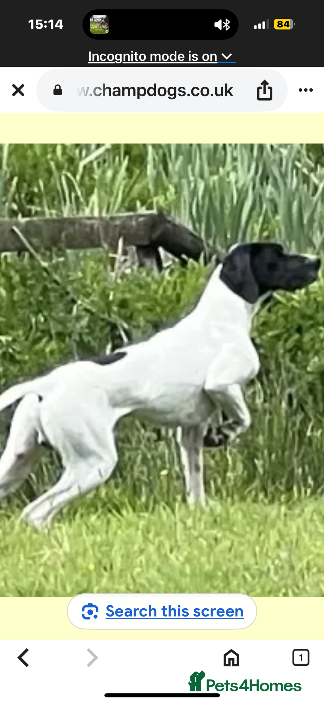 Pointer dogs for sale: English Pointer Bitch - Image 10