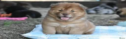 Siberian Husky dogs for sale: Genuine Chowski puppies 🦁  - Advert 13