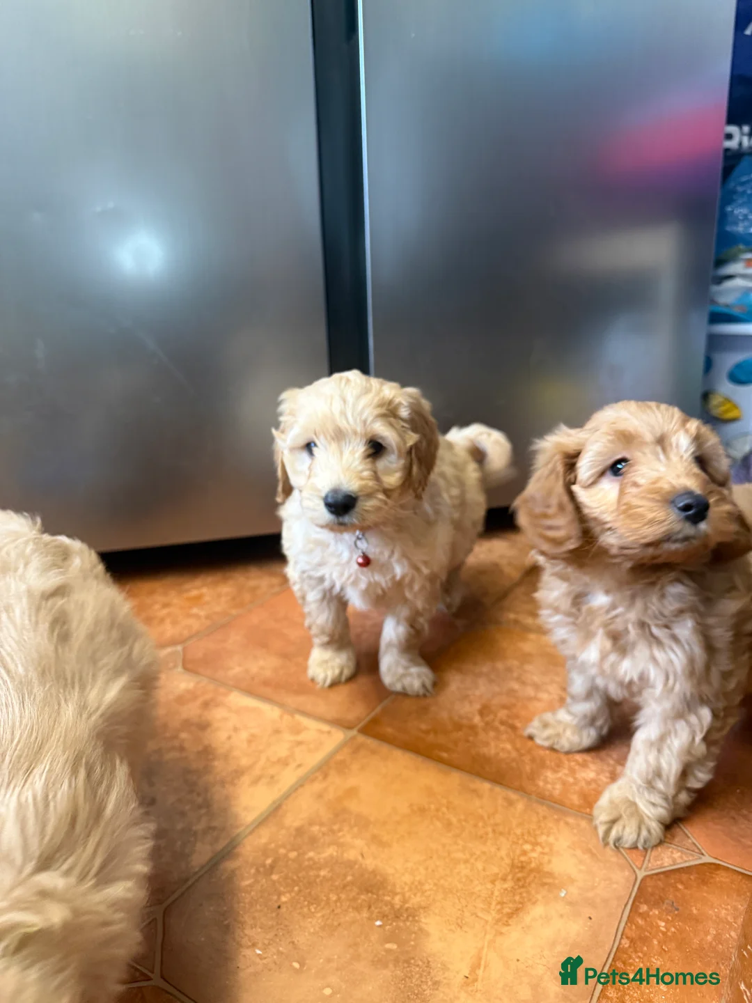 Cockapoo dogs for sale: Beautiful Health Tested Cockapoo Puppies - Advert 6