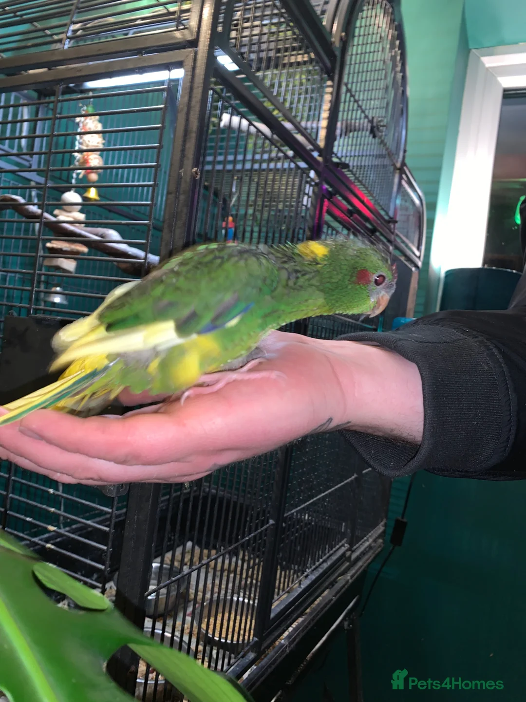 Parakeets birds for sale: Baby tame Kakariki s  - Advert 2