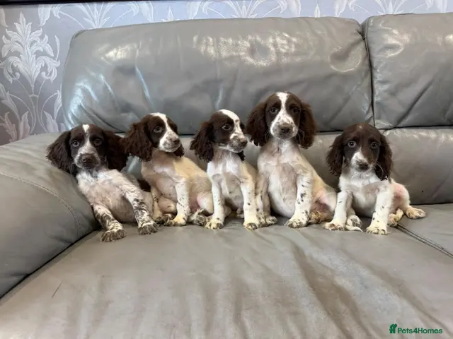 Cocker Spaniel dogs for sale: Cocker Spaniel Puppies Ready Now - Advert 21