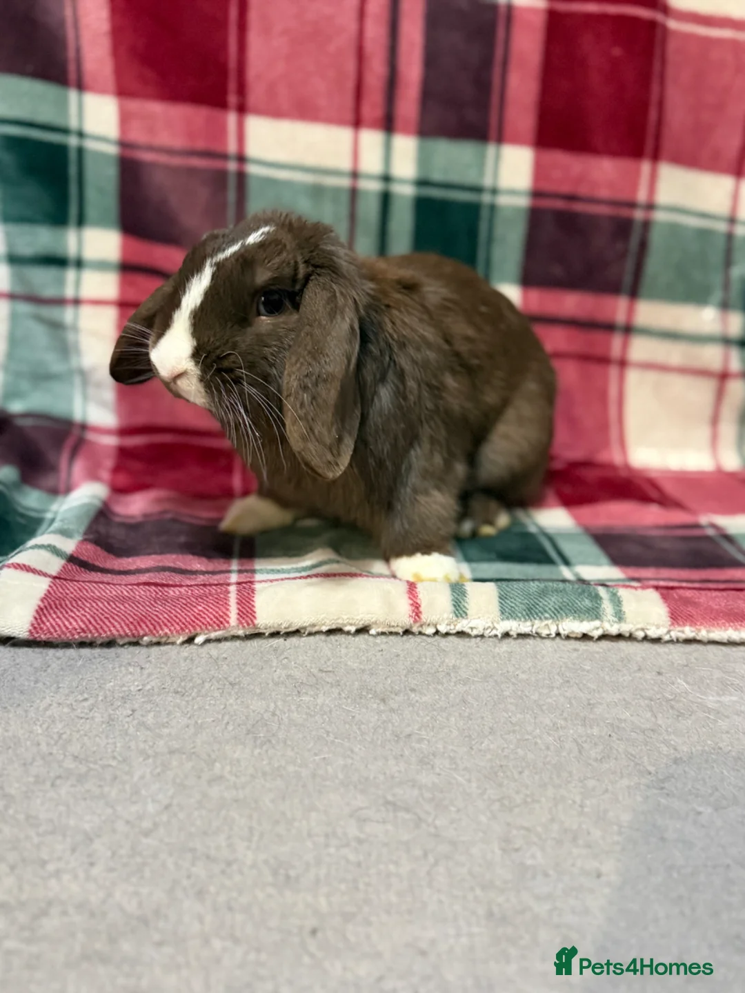 Mini Lop rabbits for sale: 🐰Beautiful Pure Mini Lop Rabbit🐰 - Advert 3