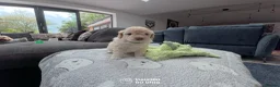Cavapoo dogs for sale: Cavapoo Puppies – 3 Girls & 1 Boy for Loving Homes - Advert 14