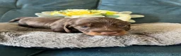 Miniature Dachshund dogs for sale: 🐶 beautiful minature dachshunds 🐶  - Advert 4