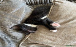 Mixed Breed cats for sale: 4 beautiful kittens ready for their forever homes - Image 5