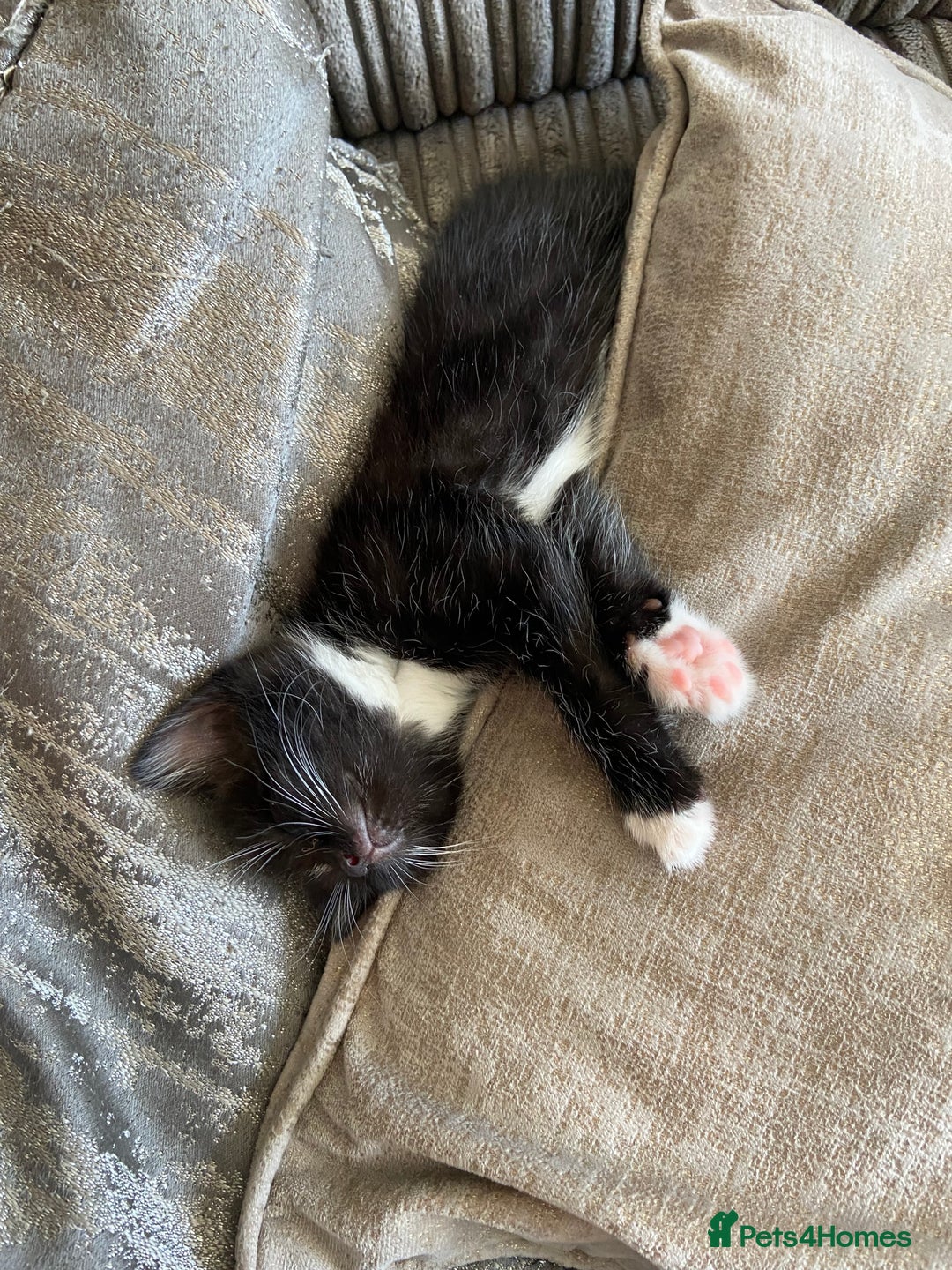 Mixed Breed cats for sale: 4 beautiful kittens ready for their forever homes - Image 5