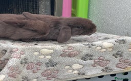 Mini Lop rabbits for sale: Beautiful mini lops - Image 13