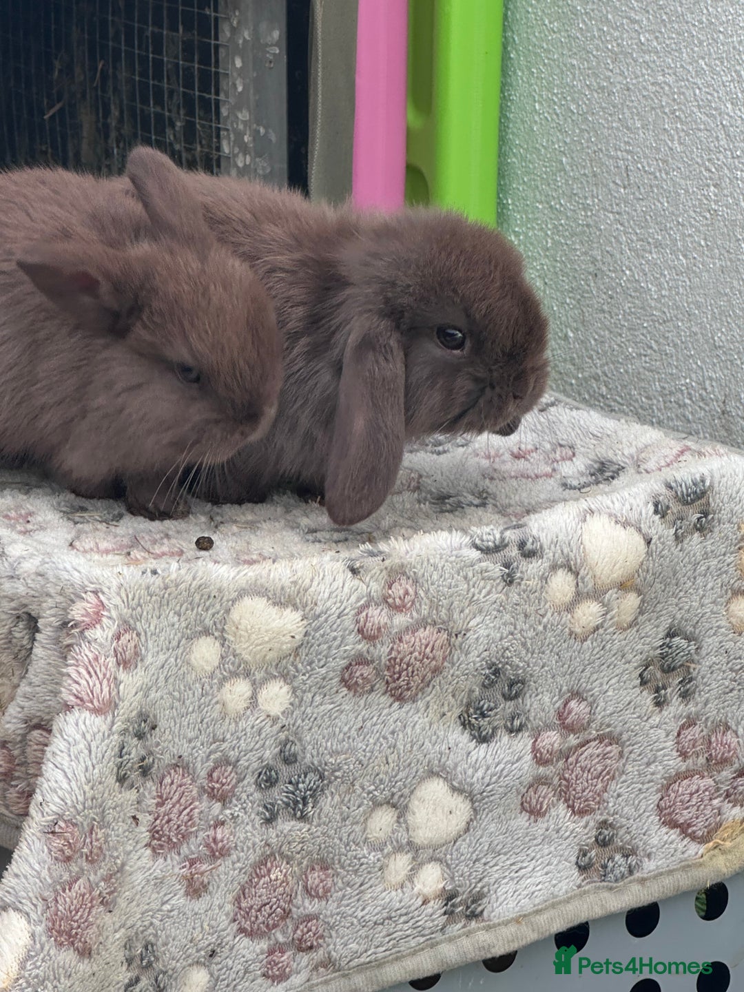 Mini Lop rabbits for sale: Beautiful mini lops - Image 13