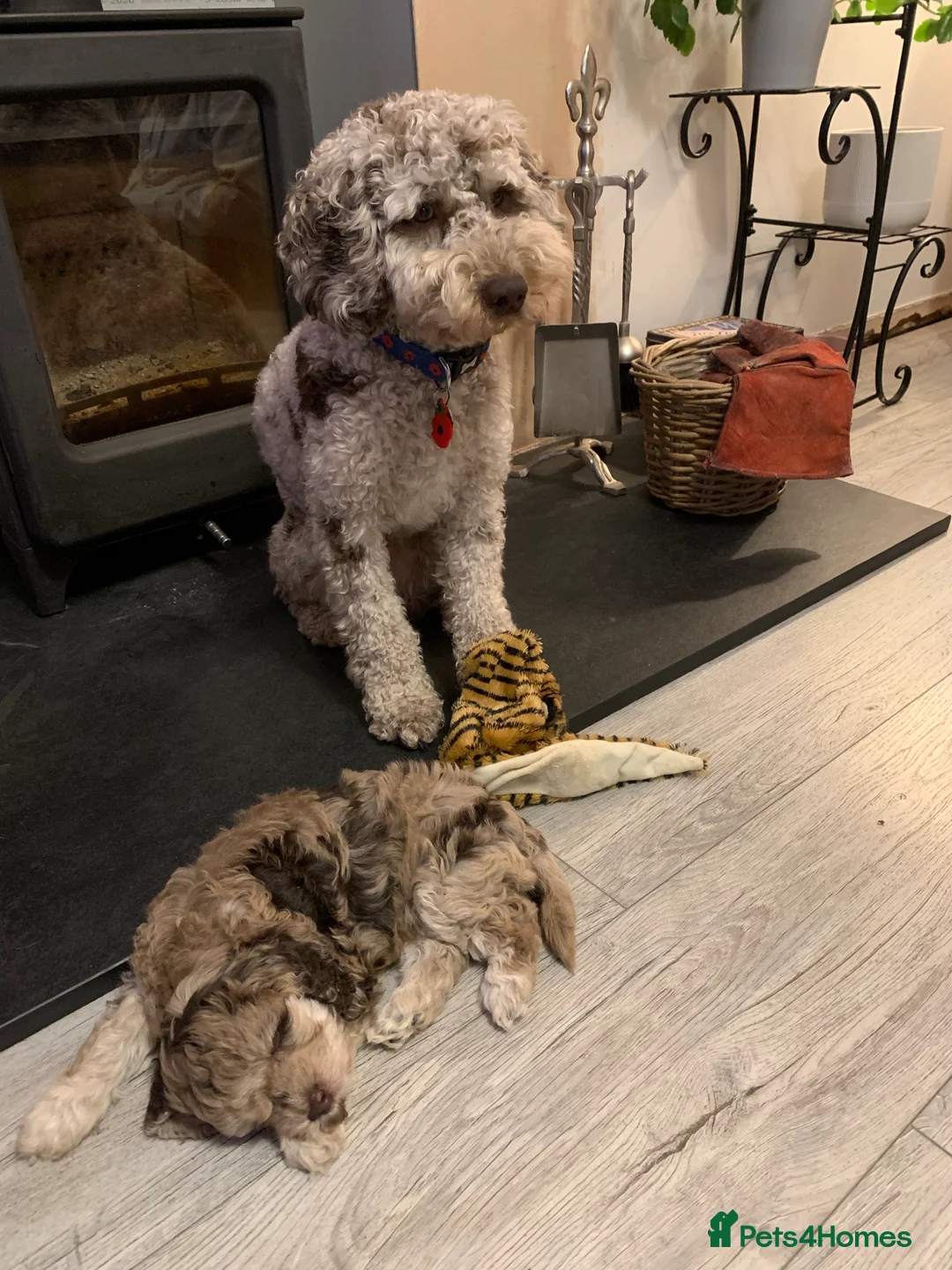 Cockapoo dogs for stud: PROVEN DNA tested Cockapoo Stud-Chocolate Merle in Stafford - Advert 5