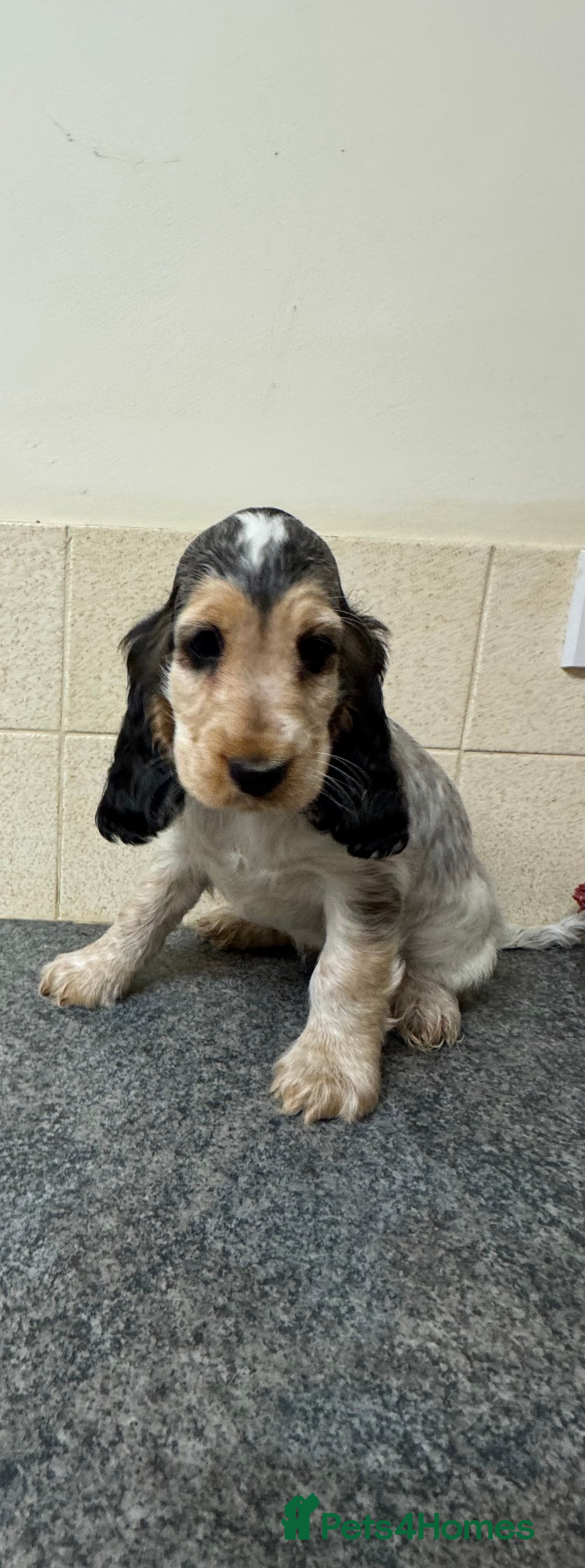 Cocker Spaniel dogs Last of Stunning litter of show cockers - Advert 3