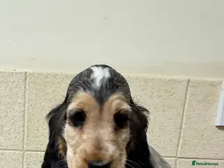 Cocker Spaniel dogs Last of Stunning litter of show cockers - Advert 4