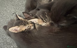 Mixed Breed cats for sale: 3 kittens available  - Image 6