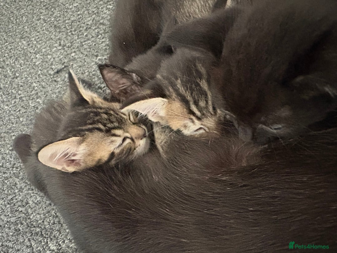 Mixed Breed cats for sale: 3 kittens available  - Image 6