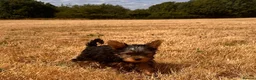 Yorkshire Terrier dogs for sale: SMALL GIRL ONE LEFT - Advert 11