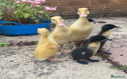 Ducks poultry for sale: Indian Runner Duck Ducklings + Fertile Eggs - Image 3